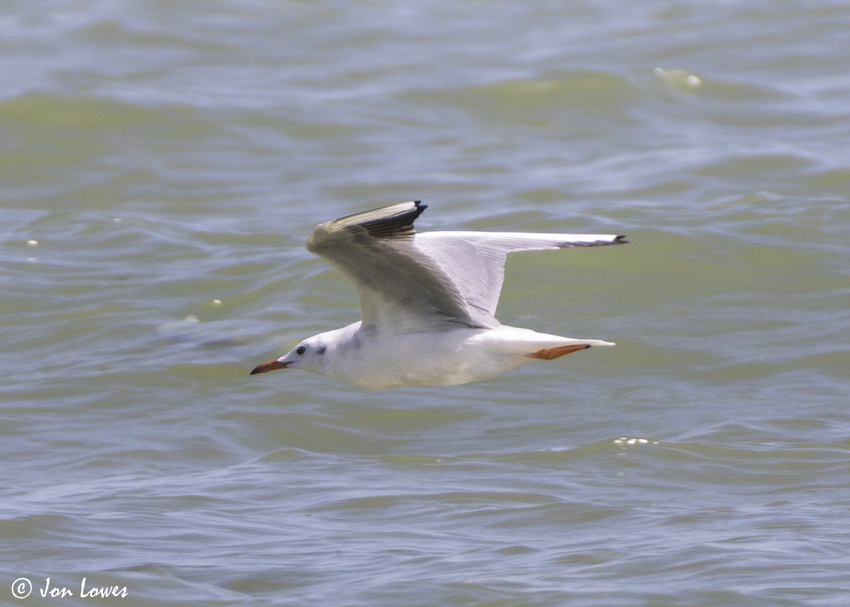 Морской голубок - ML647092847