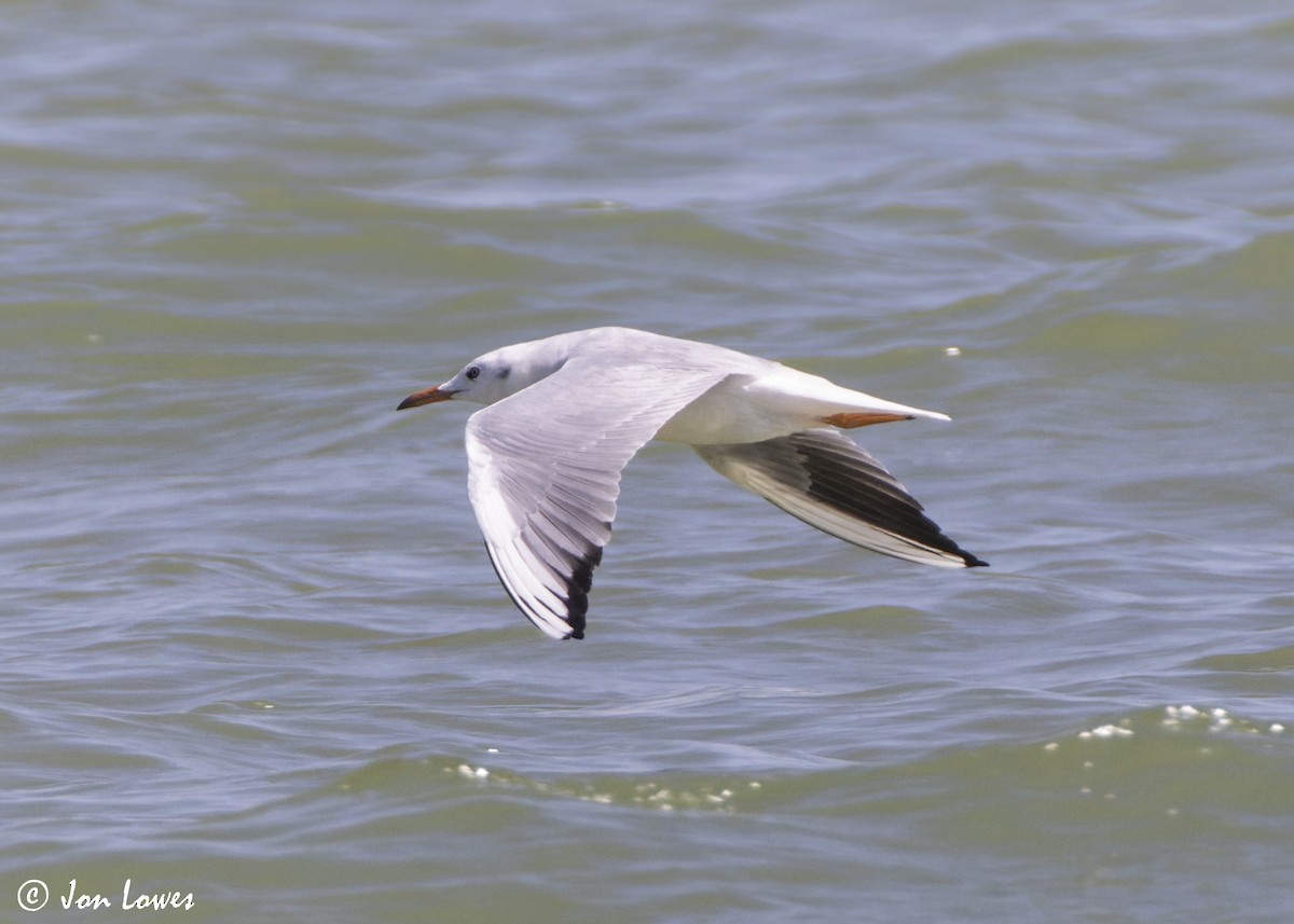 Морской голубок - ML647092848