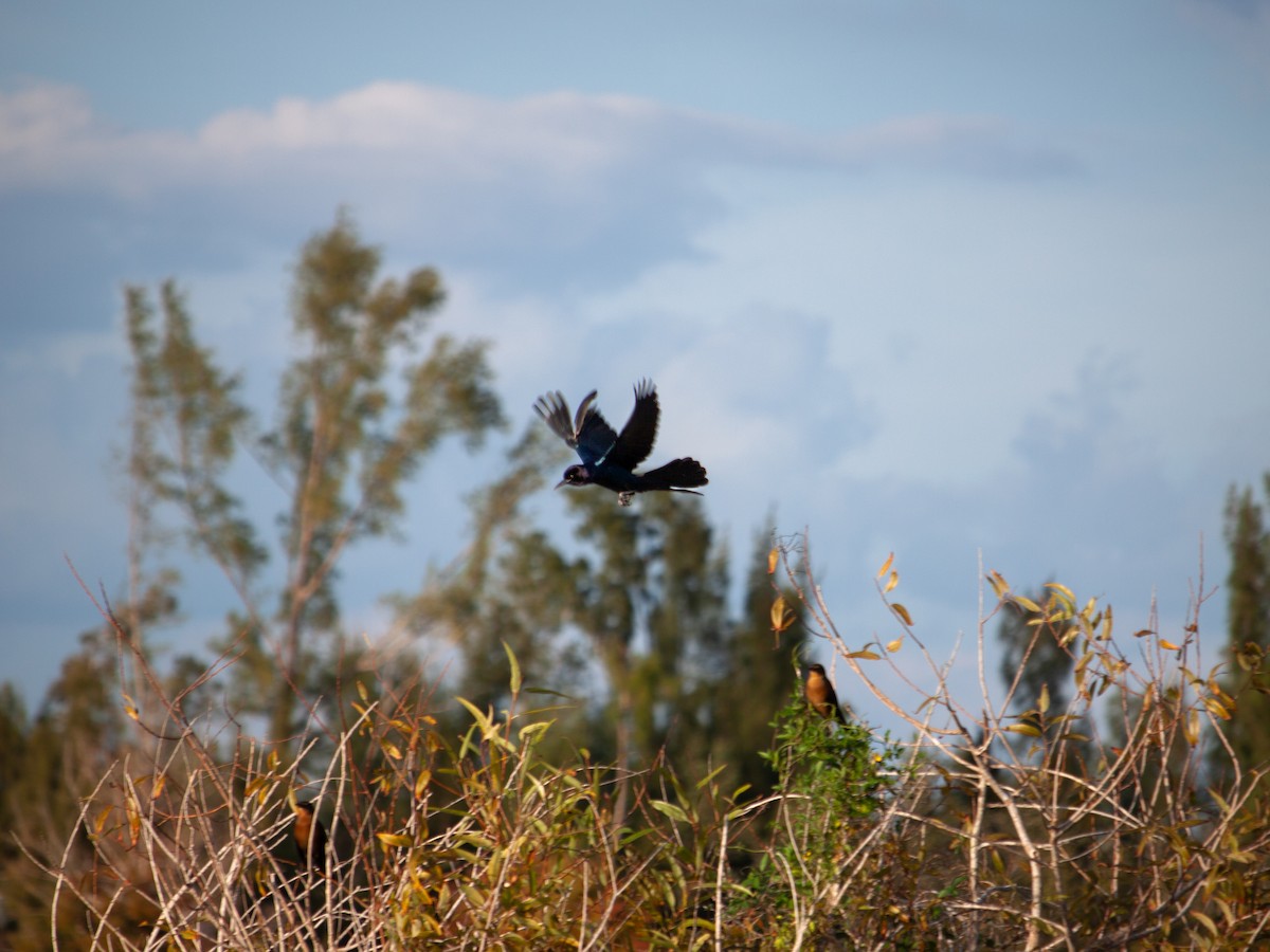 キタオナガクロムクドリモドキ - ML647092858