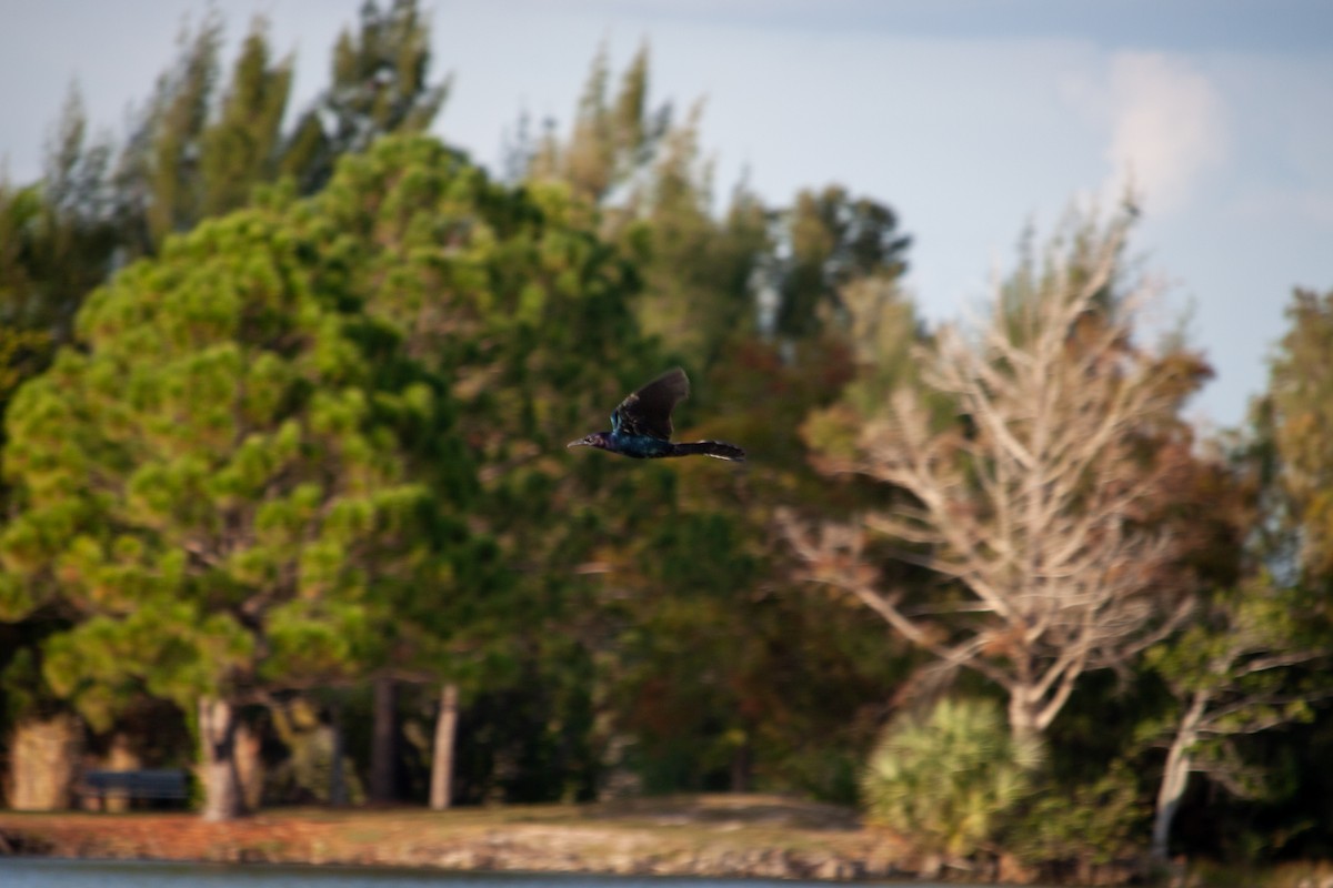 キタオナガクロムクドリモドキ - ML647092859