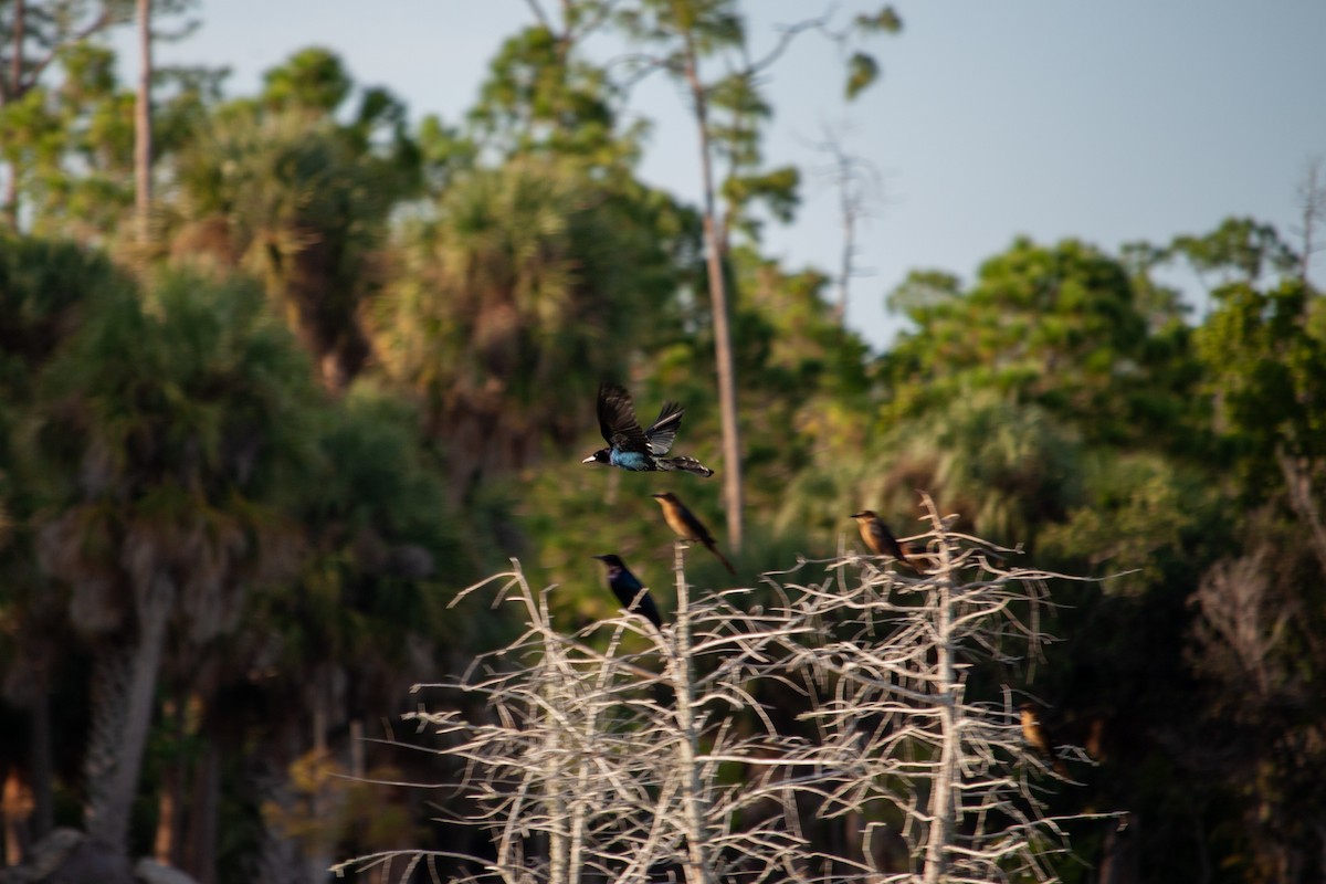 キタオナガクロムクドリモドキ - ML647092860