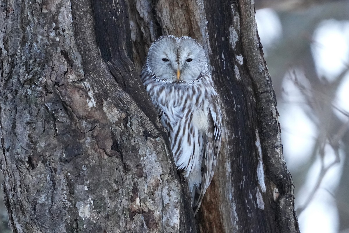 Urubi uraldarra - ML647092862