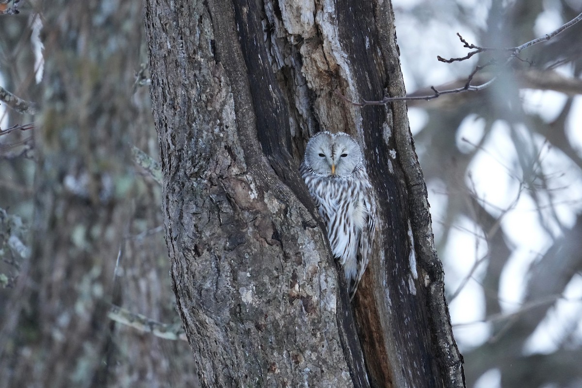 Urubi uraldarra - ML647092863