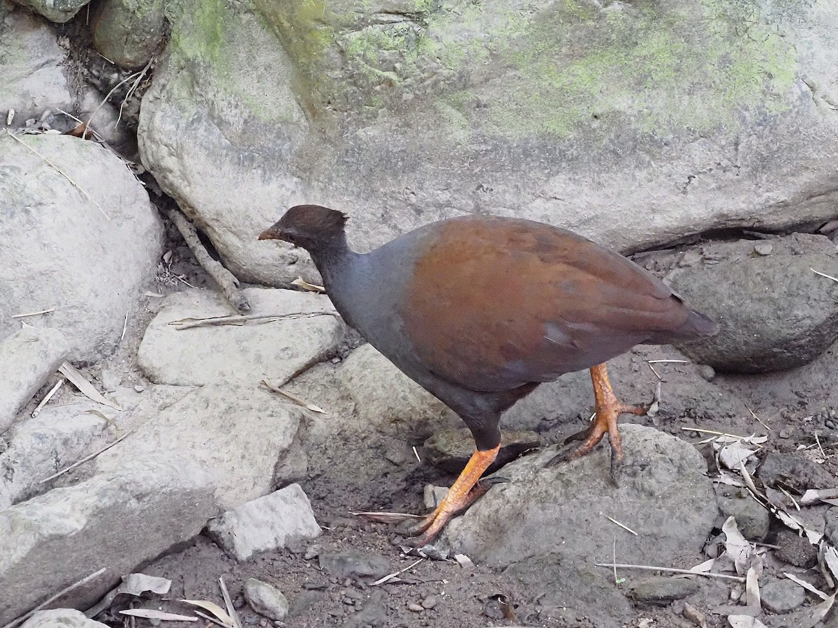 Orange-footed Megapode - ML647092864