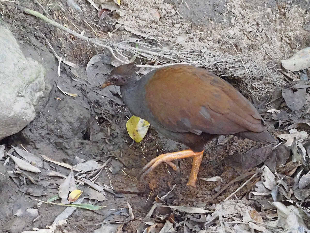 Orange-footed Megapode - ML647092865