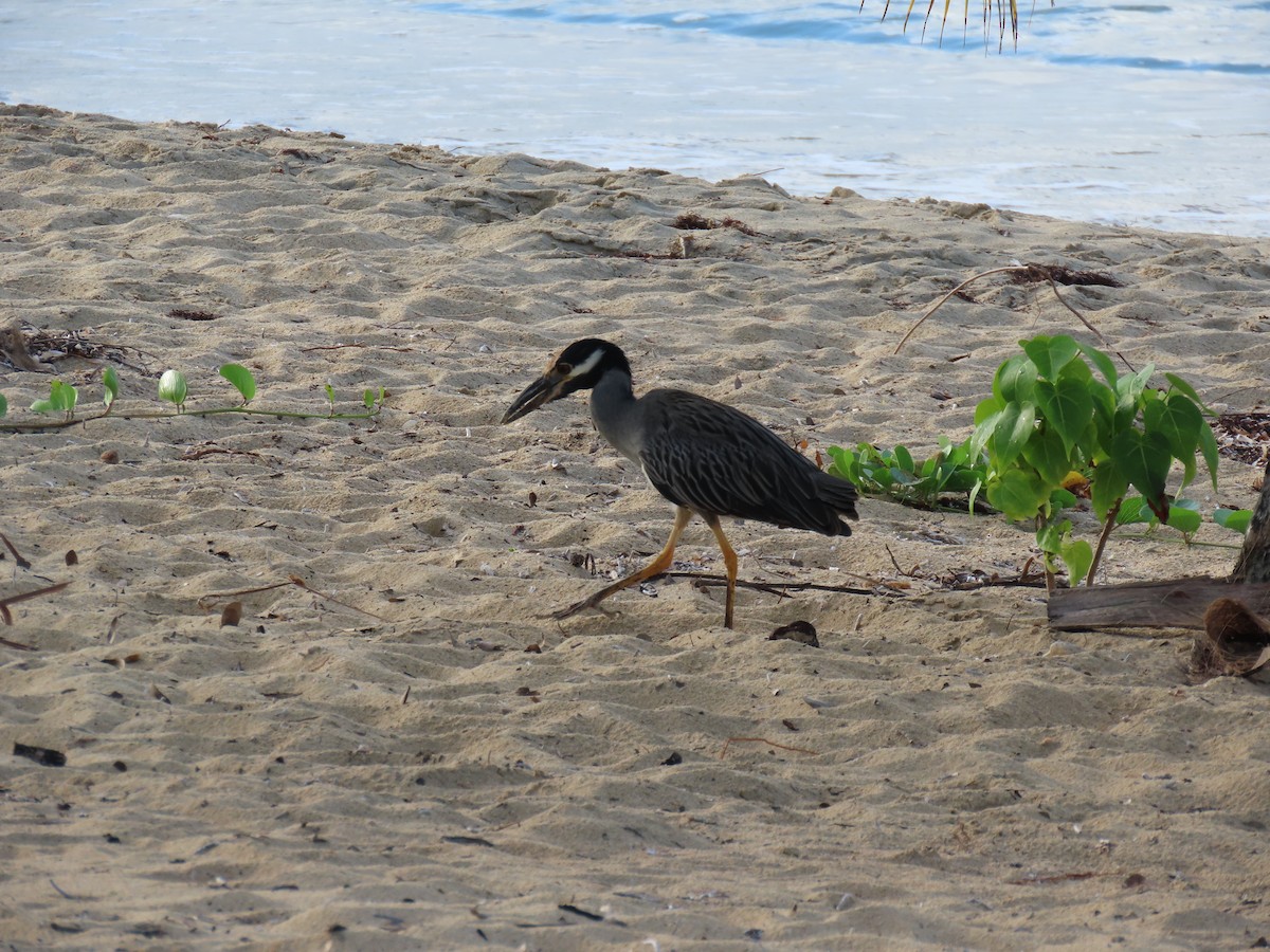 Yellow-crowned Night Heron - ML647092869