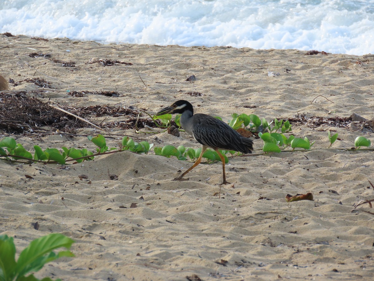 Yellow-crowned Night Heron - ML647092870