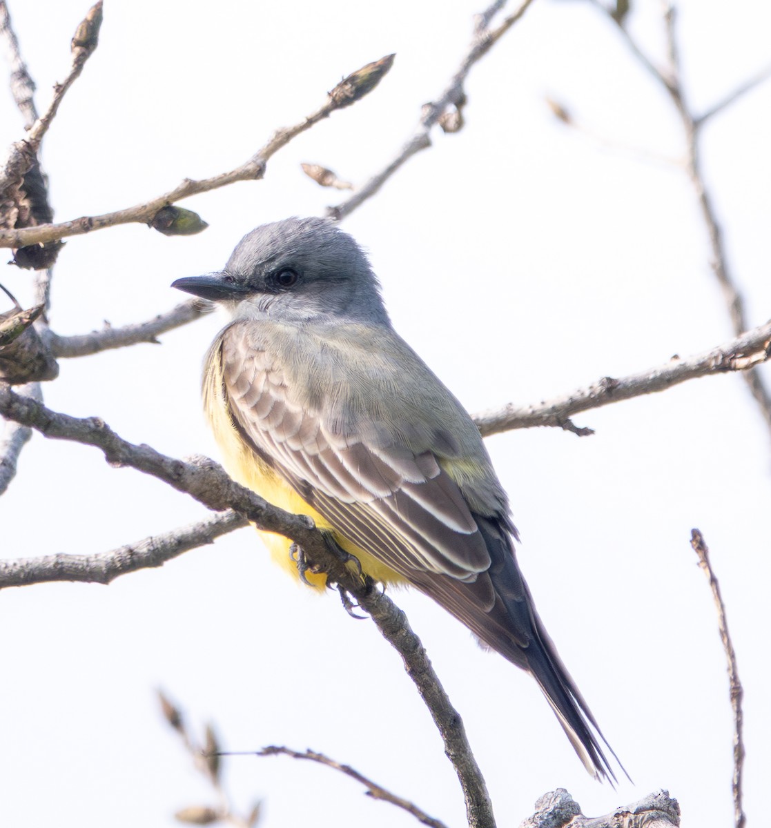 krattkongetyrann - ML647092871