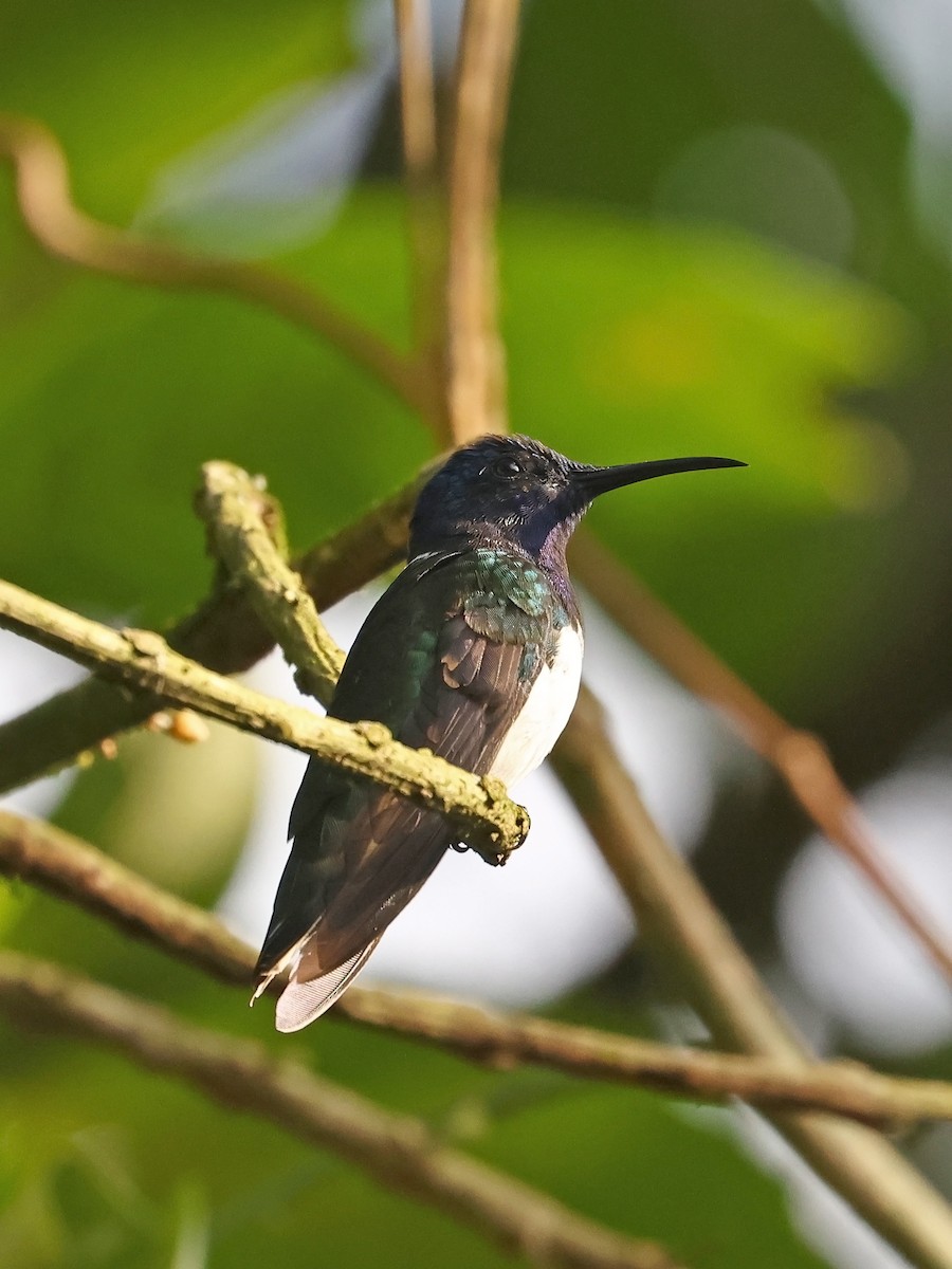 White-necked Jacobin - ML647092874