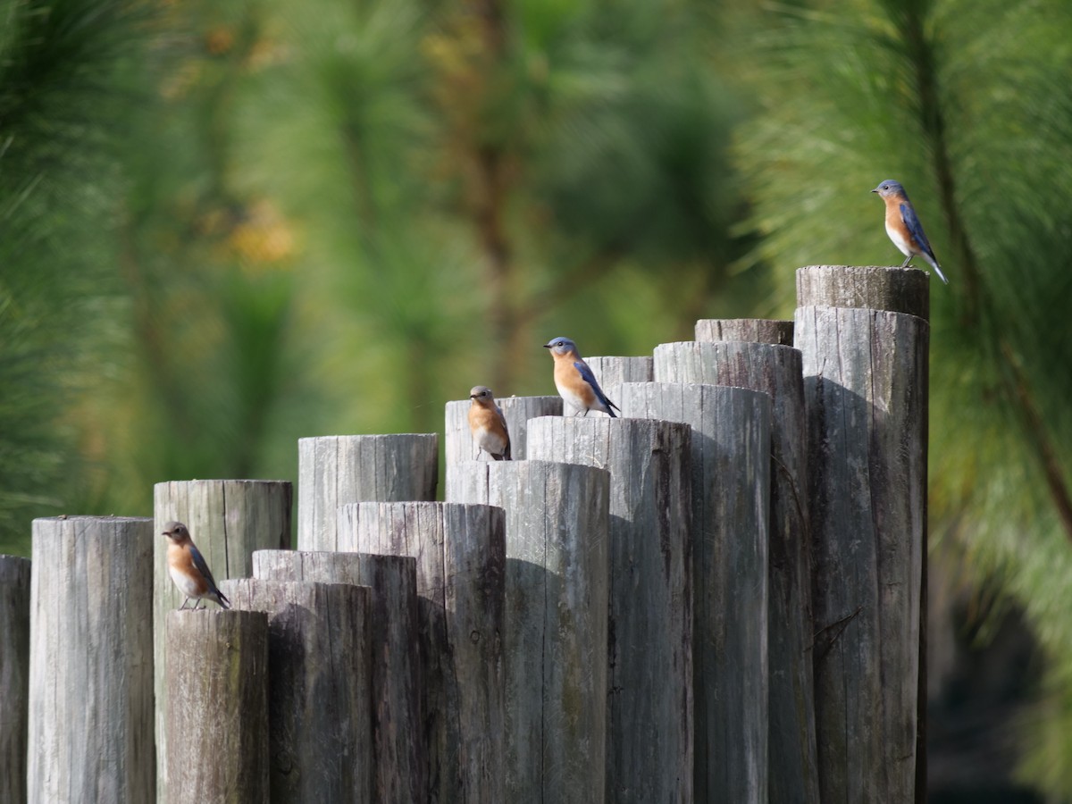 Eastern Bluebird - ML647092881