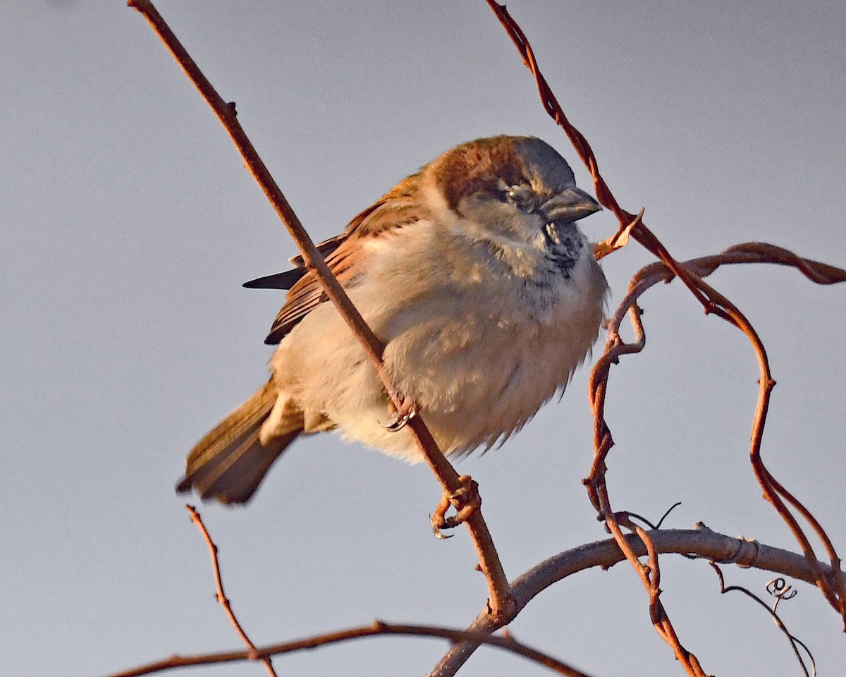 Gorrión Común - ML647092882