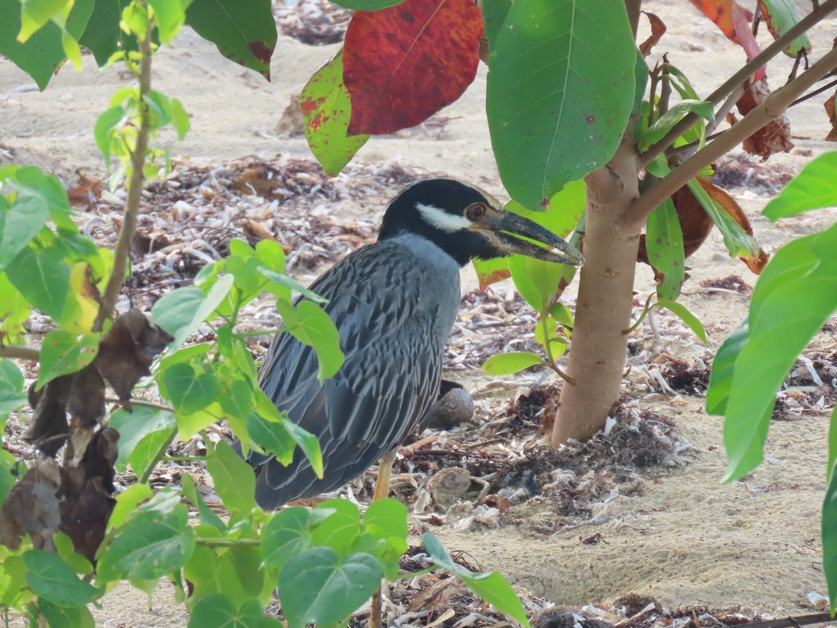 Yellow-crowned Night Heron - ML647092884