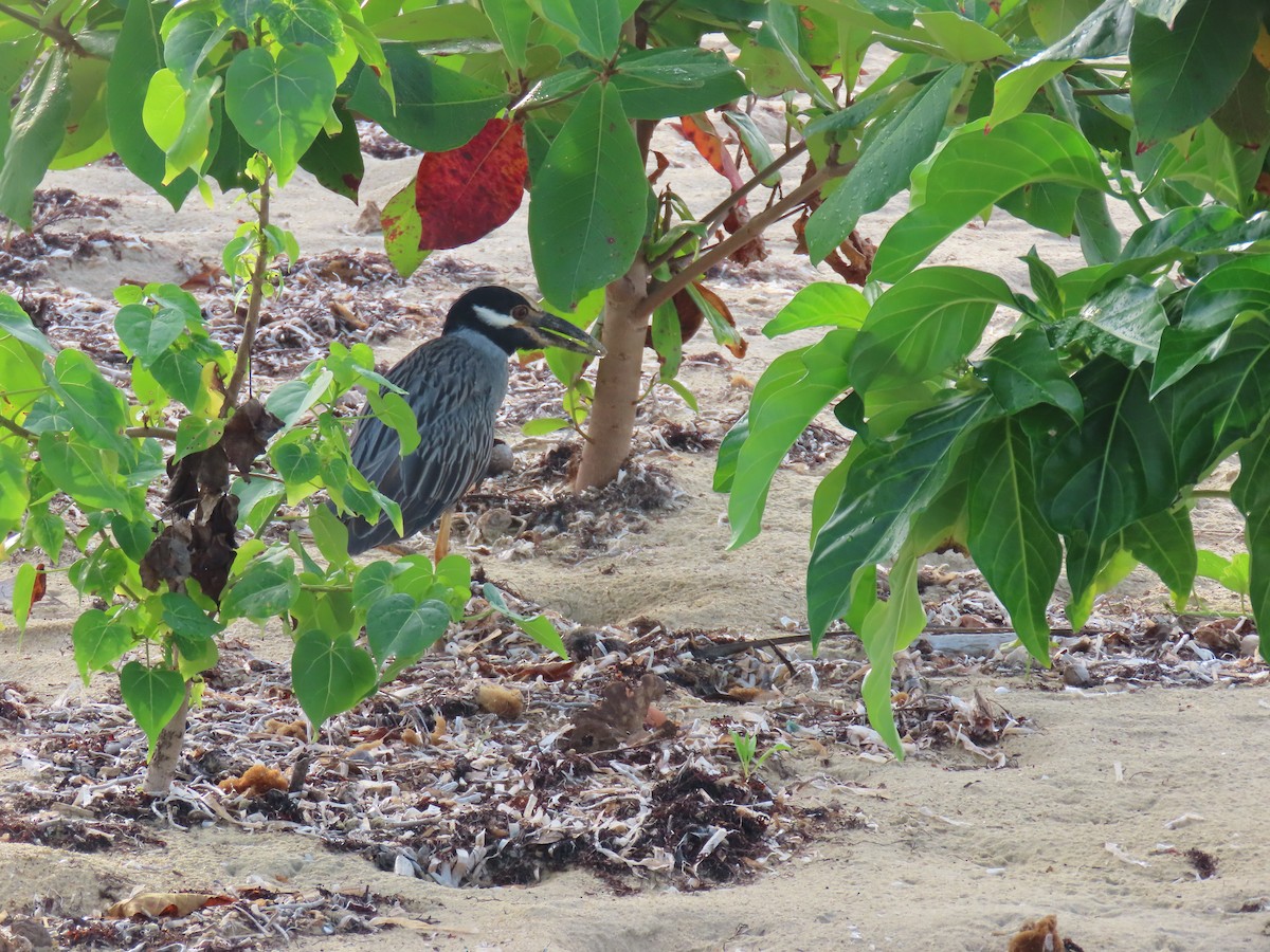 Yellow-crowned Night Heron - ML647092885