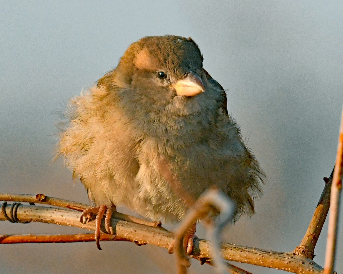 Gorrión Común - ML647092894