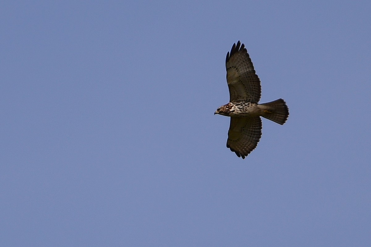 Broad-winged Hawk - ML647092896