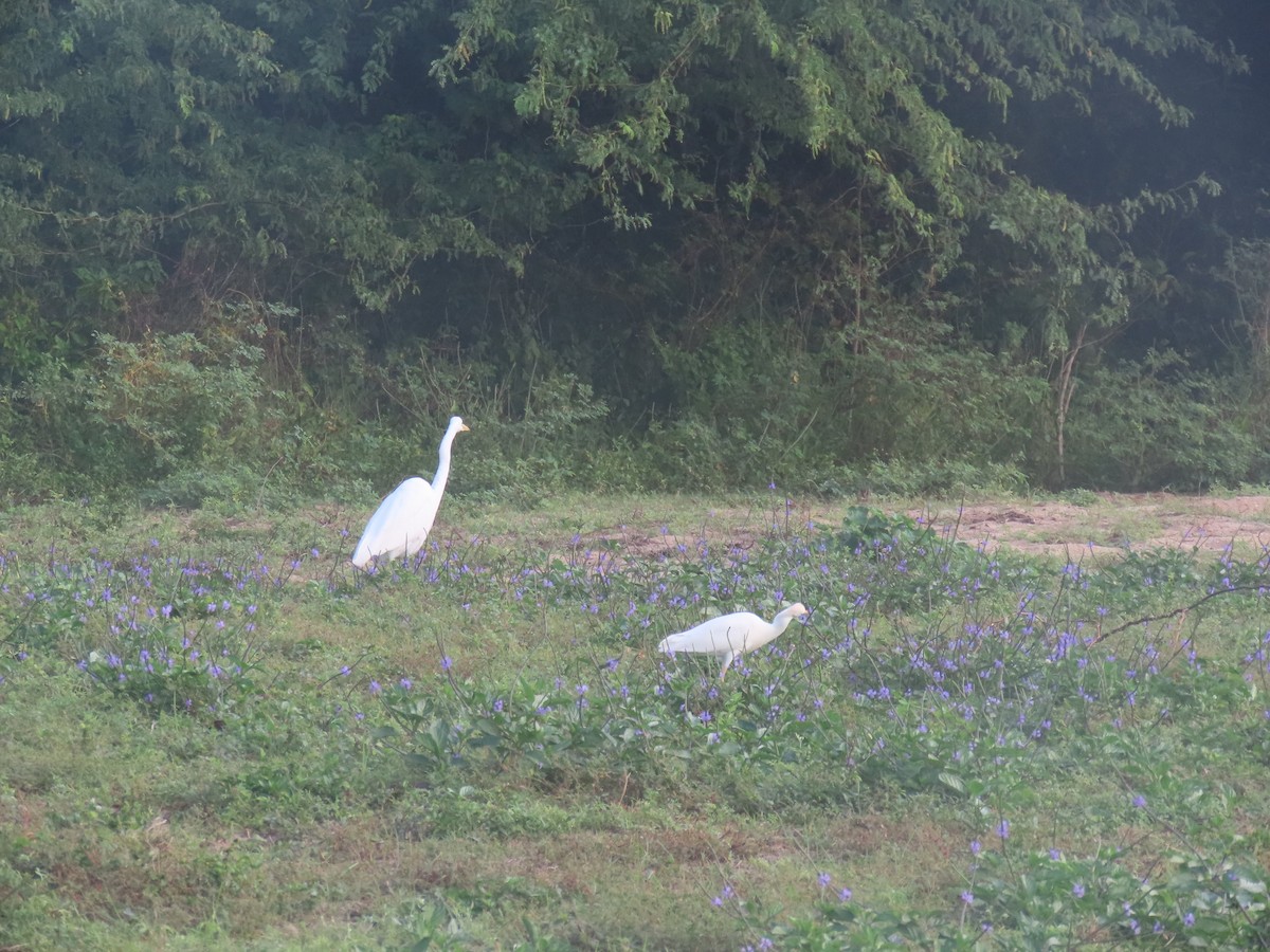 Great Egret - ML647092902