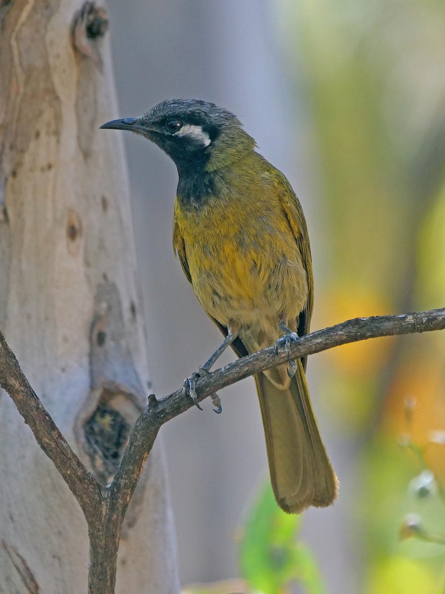 Méliphage leucotique - ML647092927