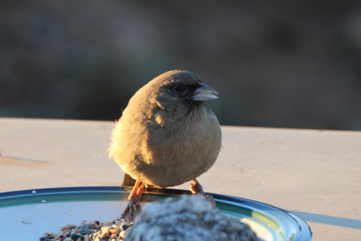 Abert's Towhee - ML647092928