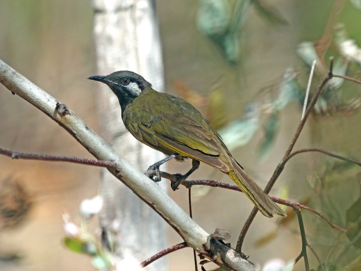 Méliphage leucotique - ML647092938