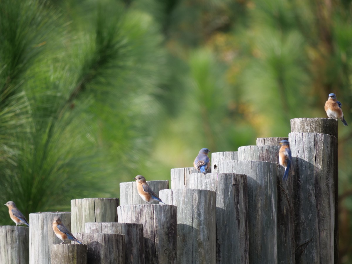 Eastern Bluebird - ML647092939