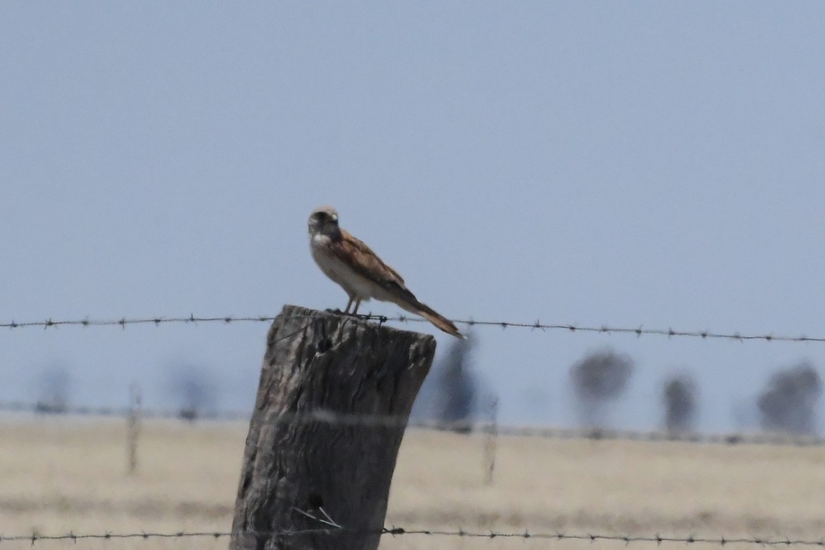 Nankeen Kestrel - ML647092948