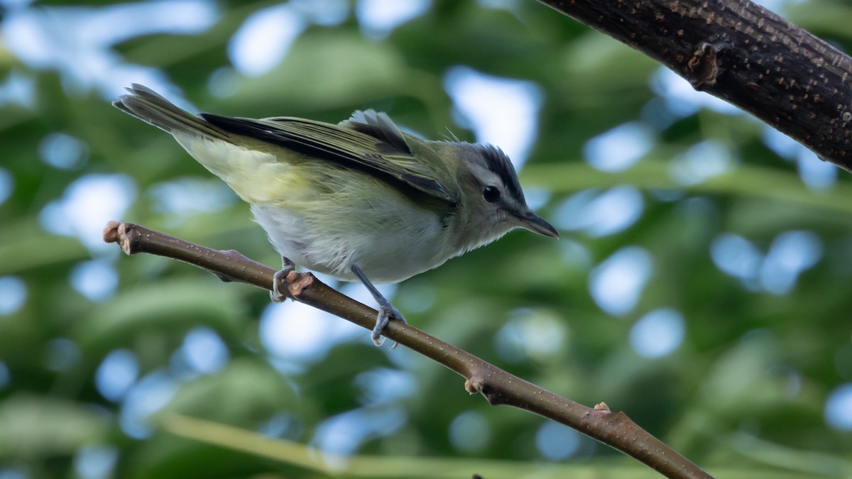 アカメモズモドキ - ML647092950