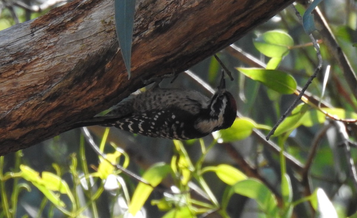 Nuttall's Woodpecker - ML647092953