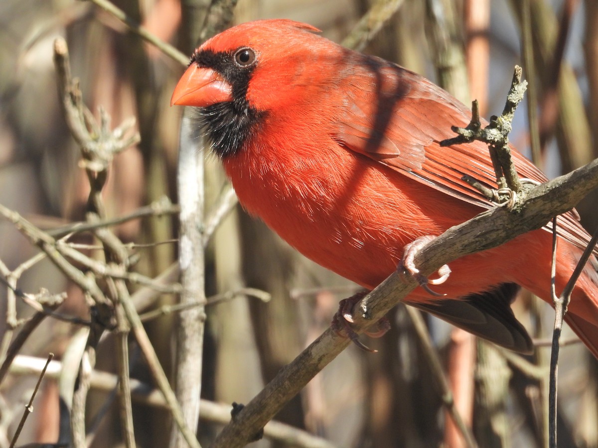 Northern Cardinal - ML647092955