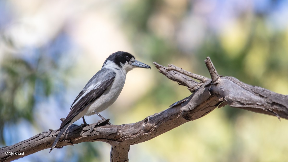 Gray Butcherbird - ML647092962