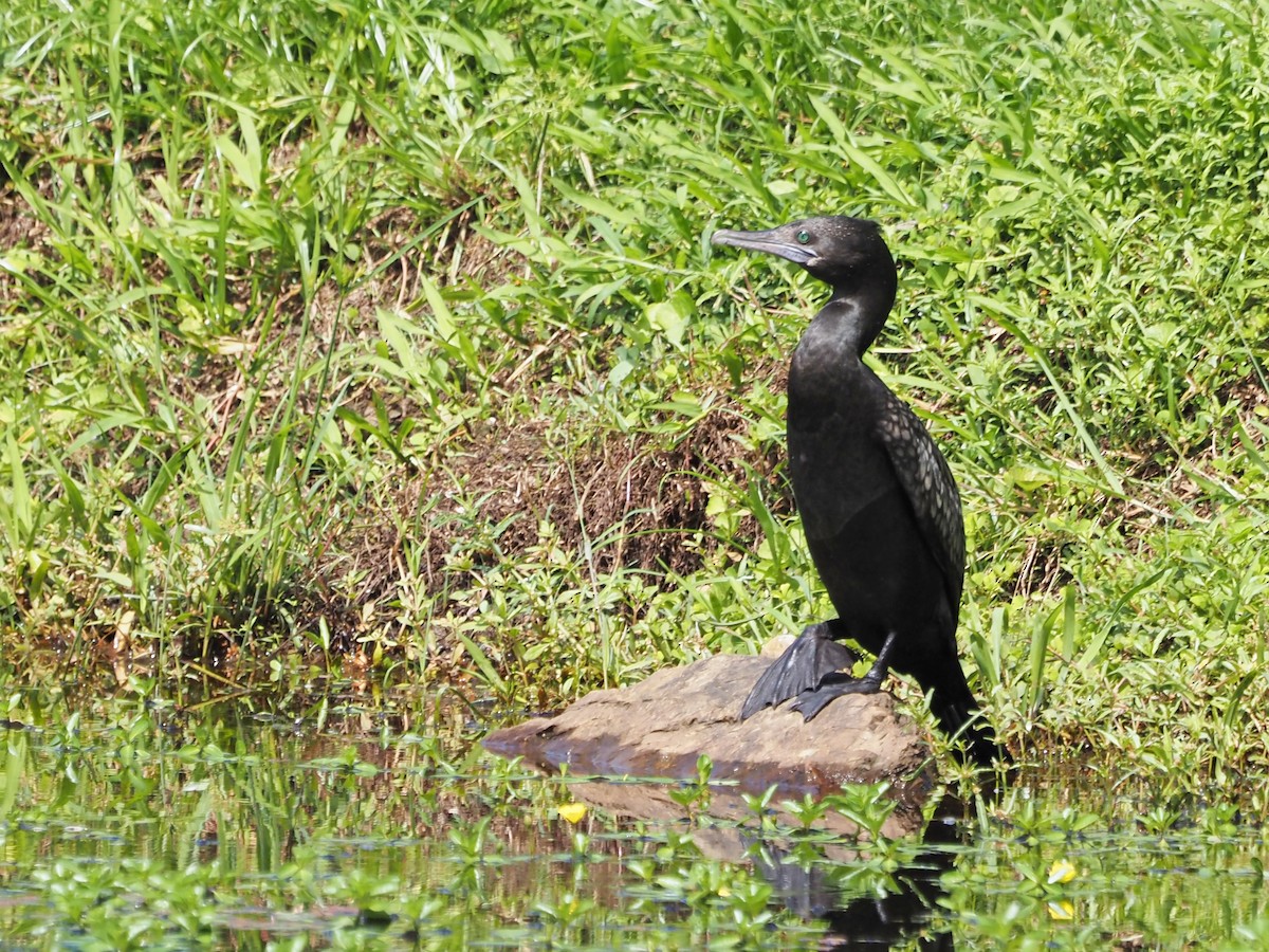 kormorán australský - ML647092967