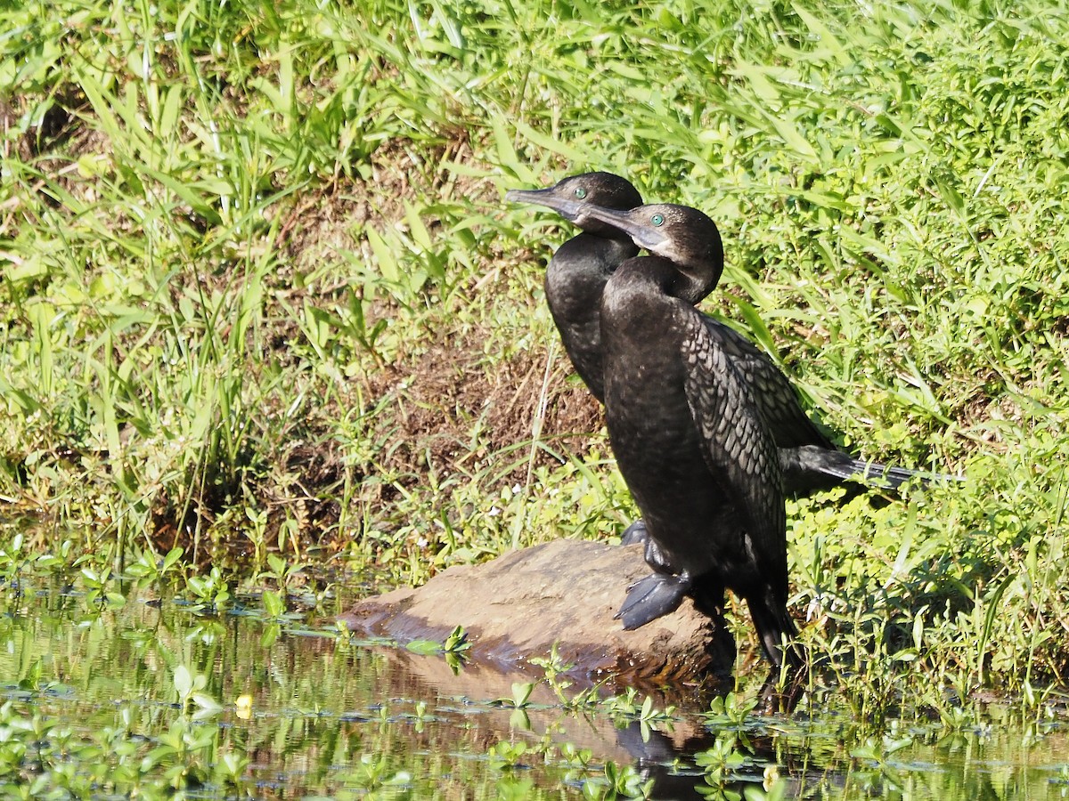 kormorán australský - ML647092968