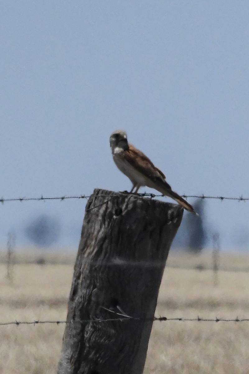 Nankeen Kestrel - ML647092969