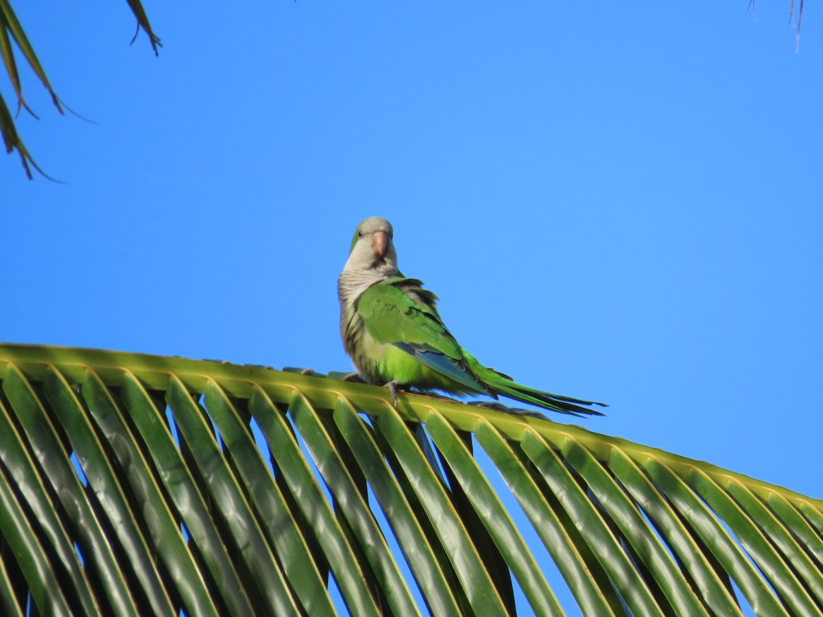 Mönchssittich - ML647092985