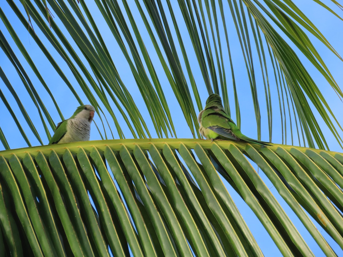 Mönchssittich - ML647092996