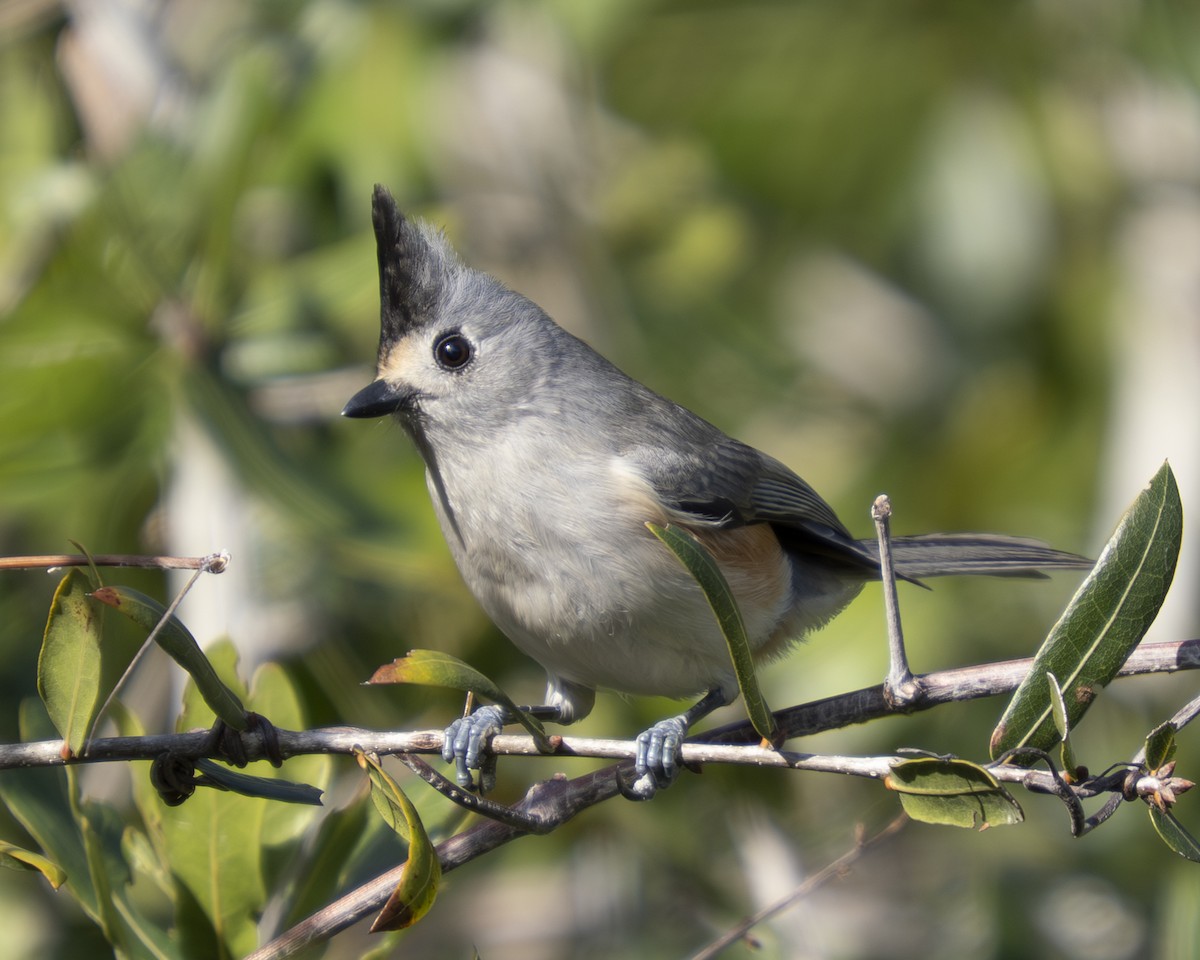 sýkora černochocholatá - ML647093010