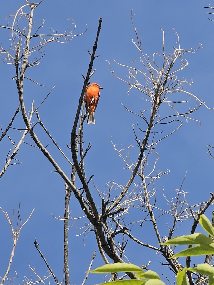 Vermilion Flycatcher - ML647093023