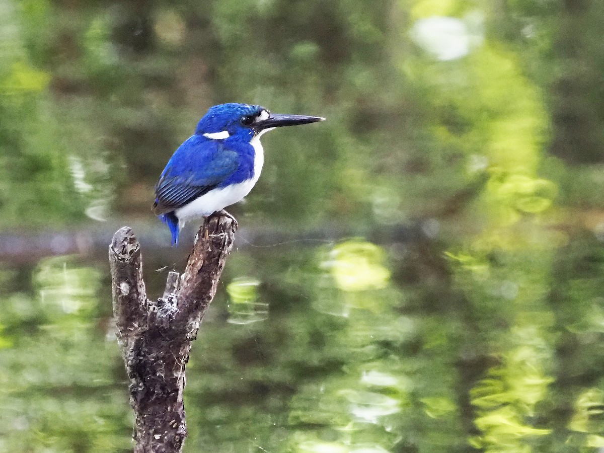 Küçük Mavi Yalıçapkını - ML647093041