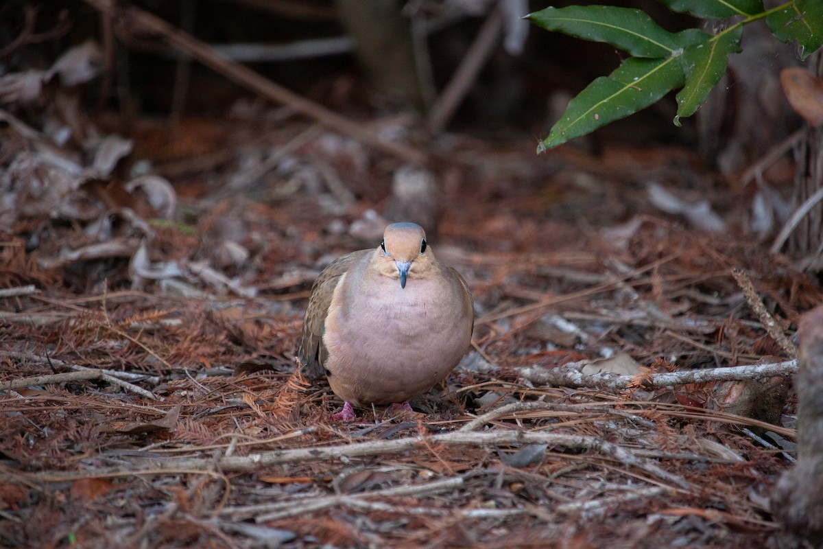 Mourning Dove - ML647093043