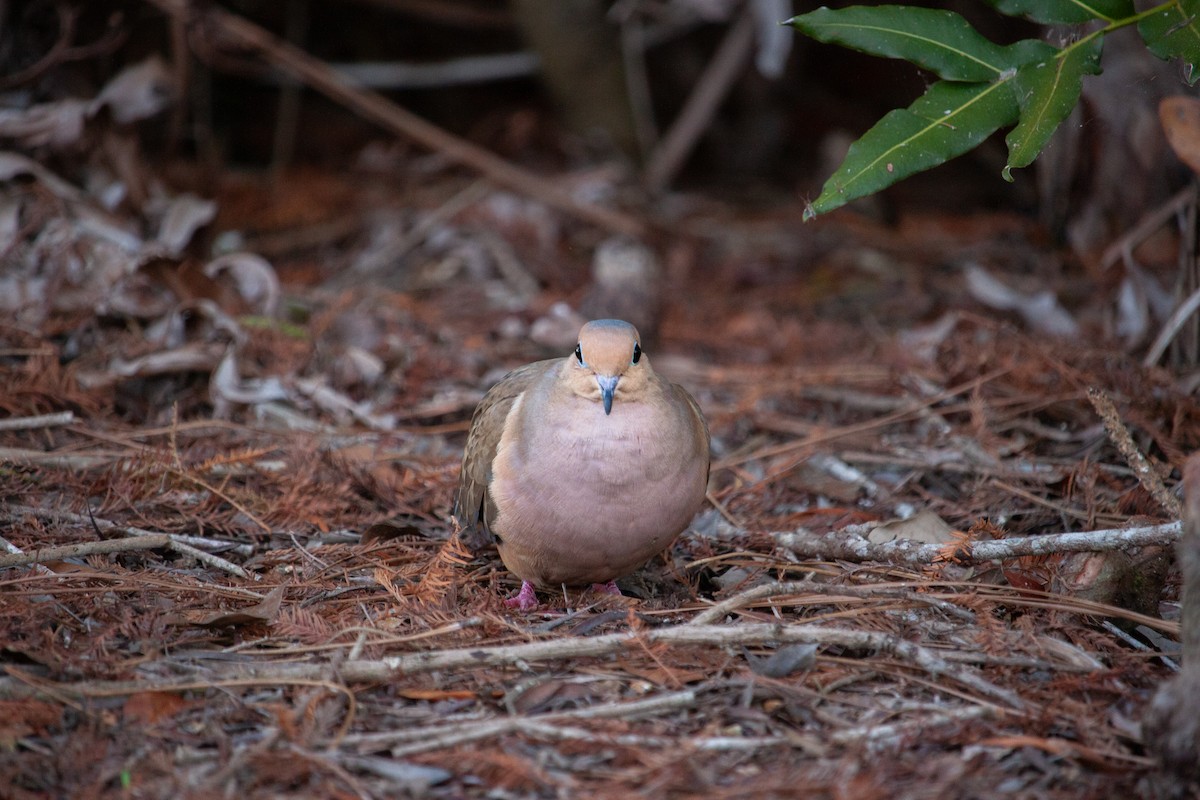 Mourning Dove - ML647093045