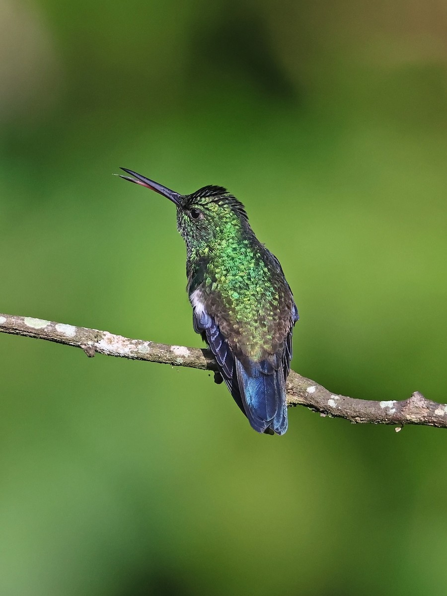 Steely-vented Hummingbird - ML647093050