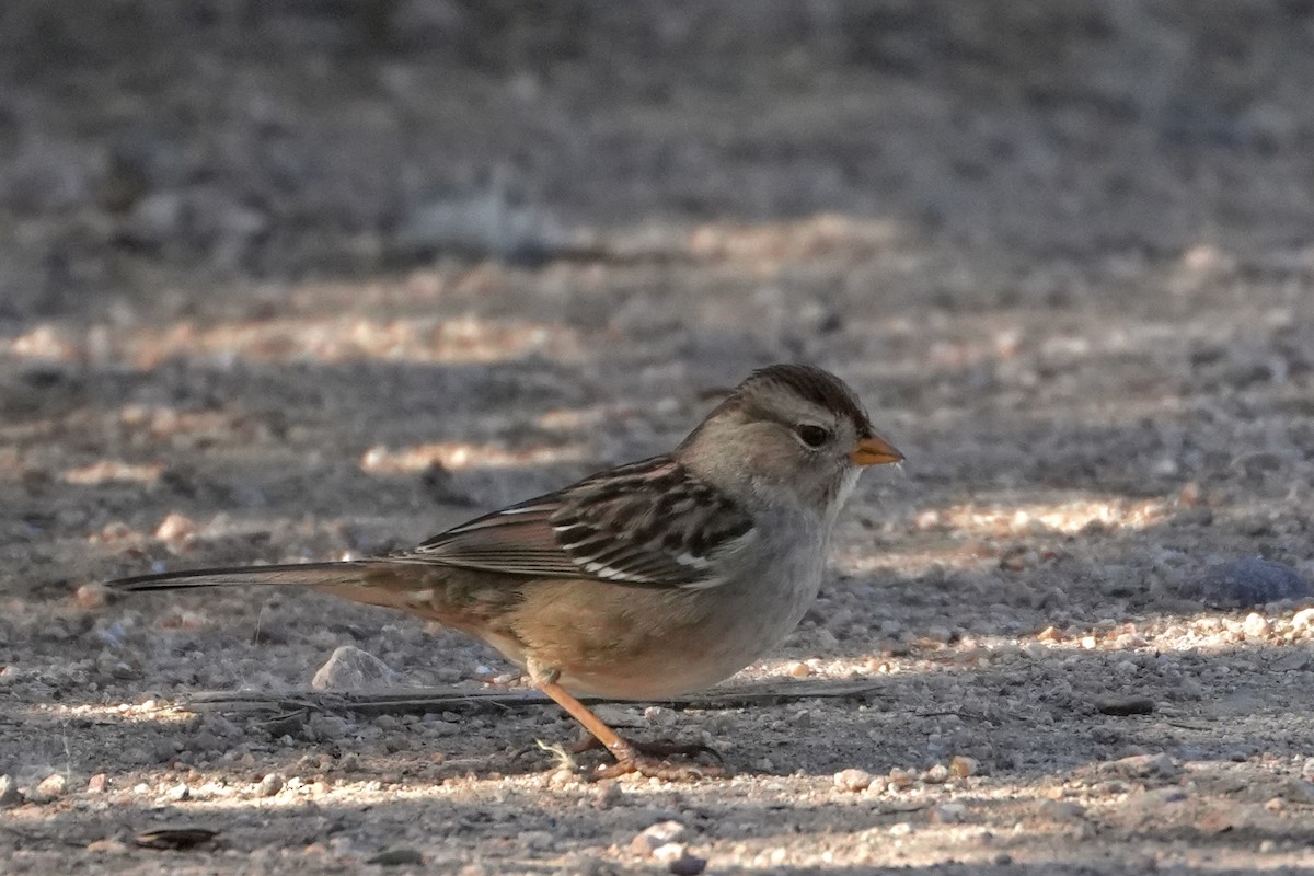 White-crowned Sparrow - ML647093052