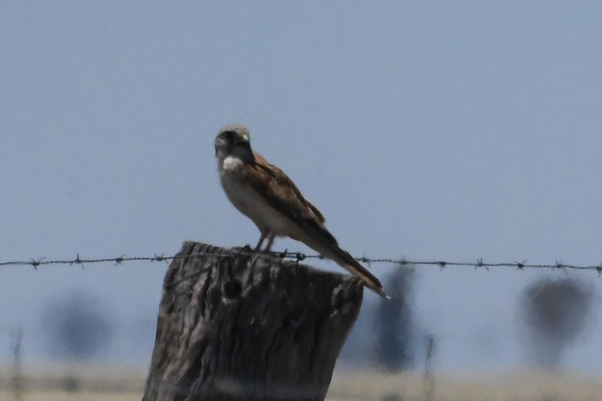 Nankeen Kestrel - ML647093053