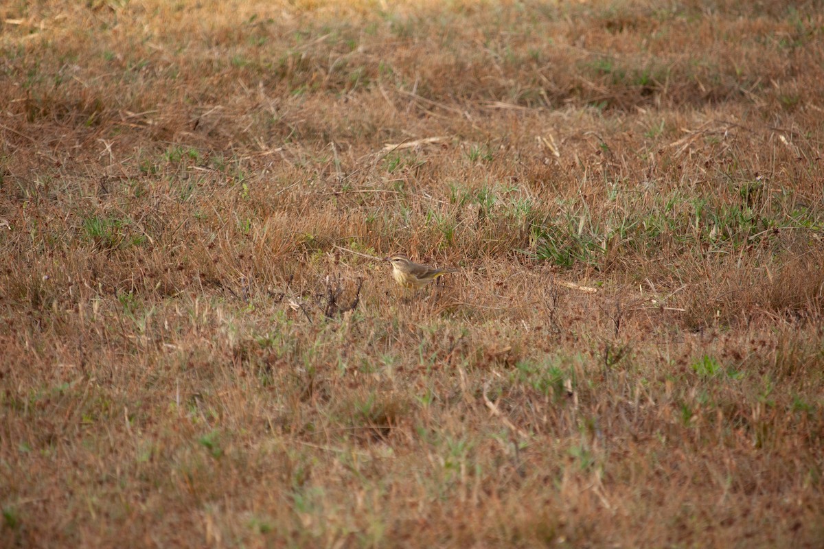 Palm Warbler - ML647093054