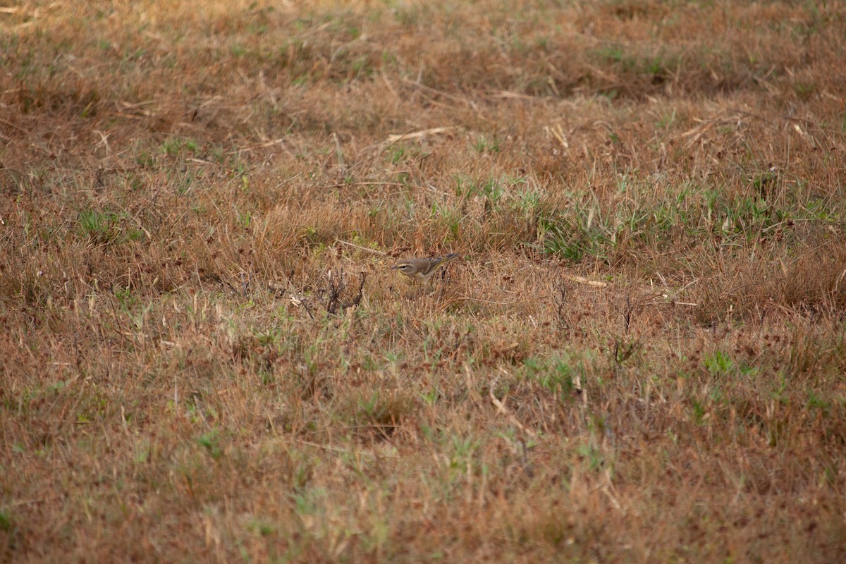 Palm Warbler - ML647093055