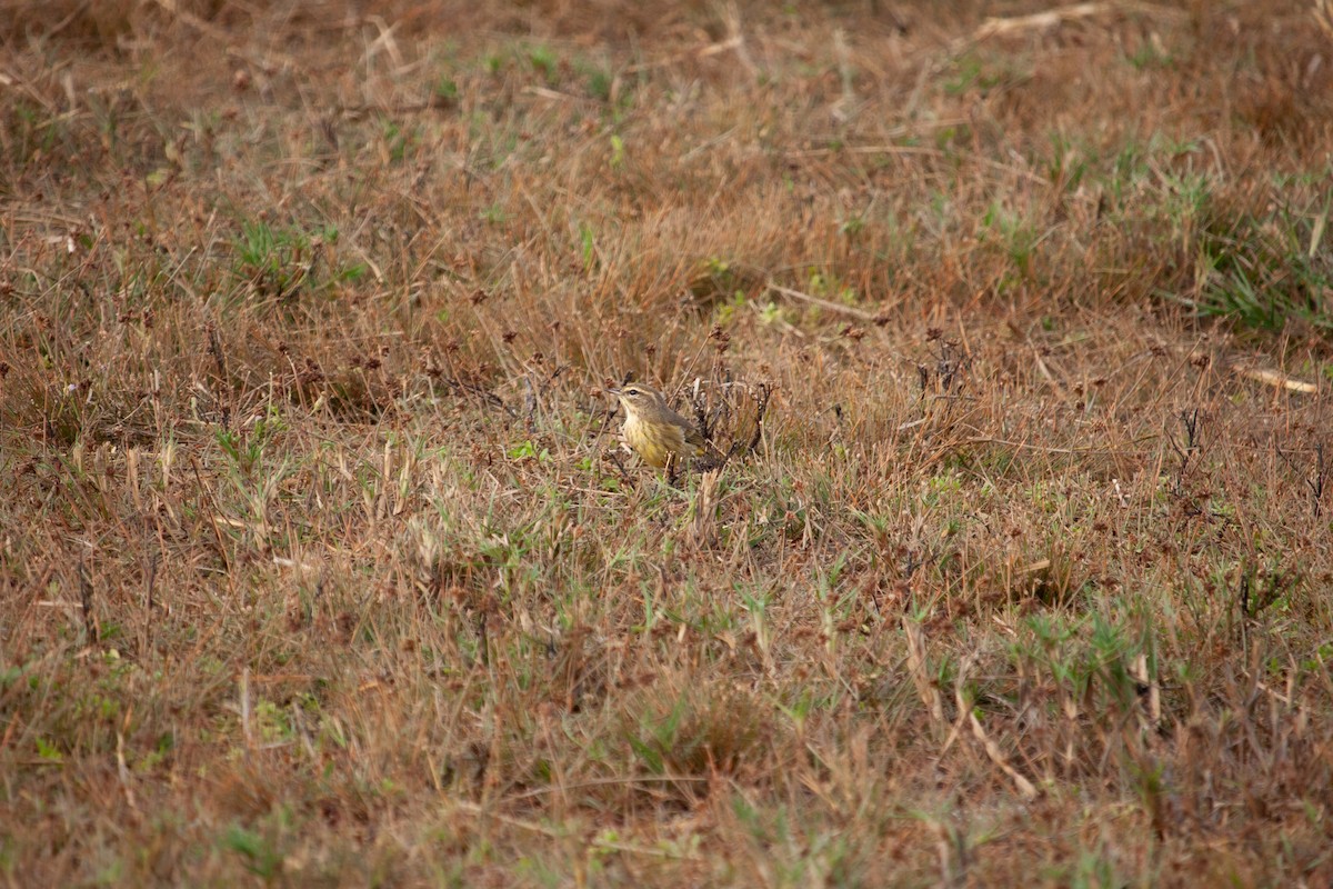 Palm Warbler - ML647093056