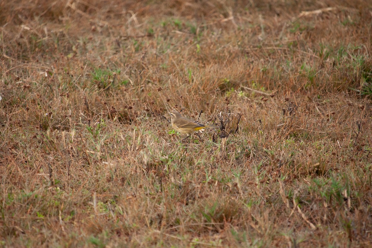 Palm Warbler - ML647093057