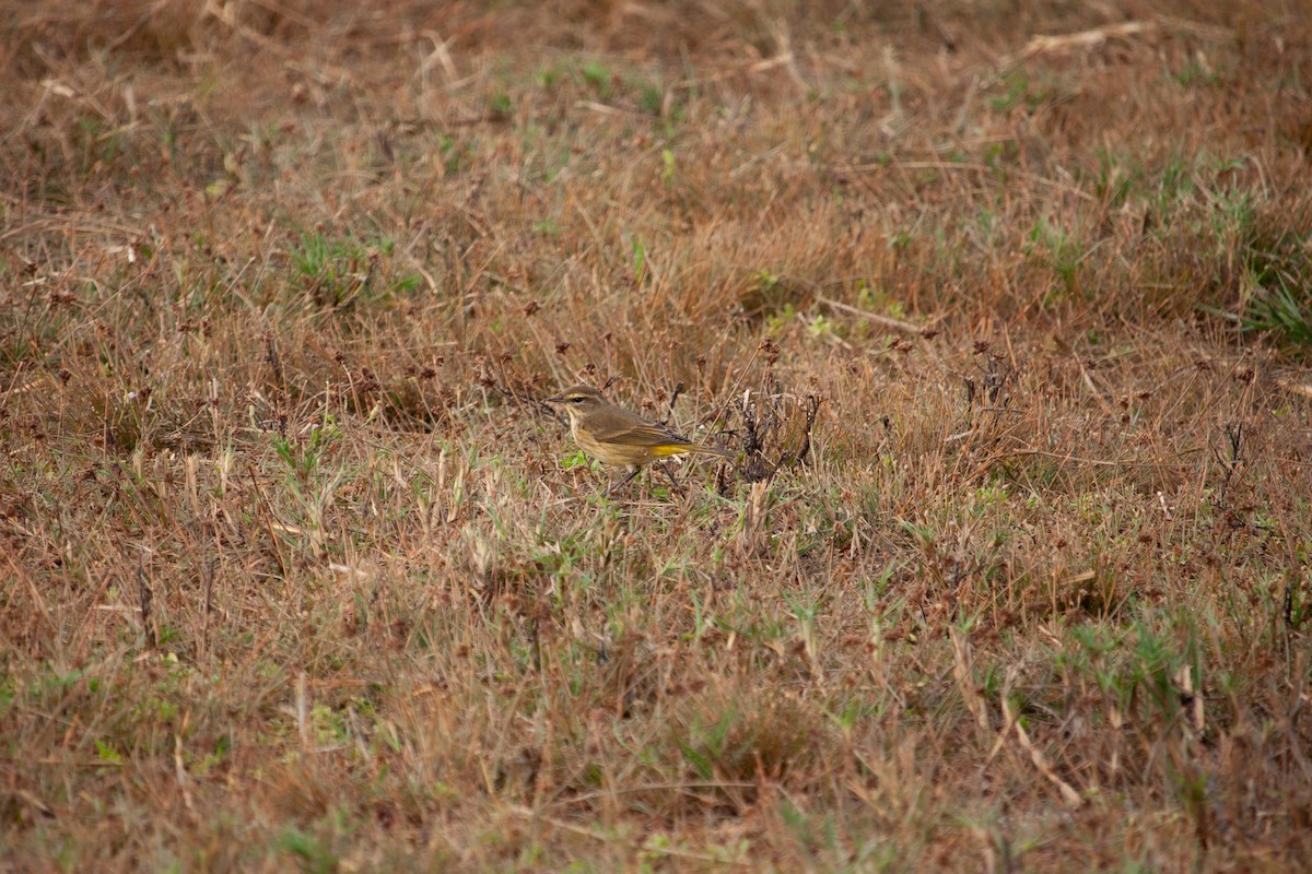 Palm Warbler - ML647093058