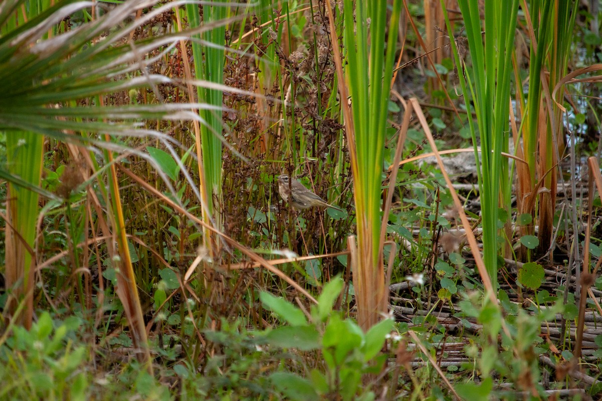 Palm Warbler - ML647093059