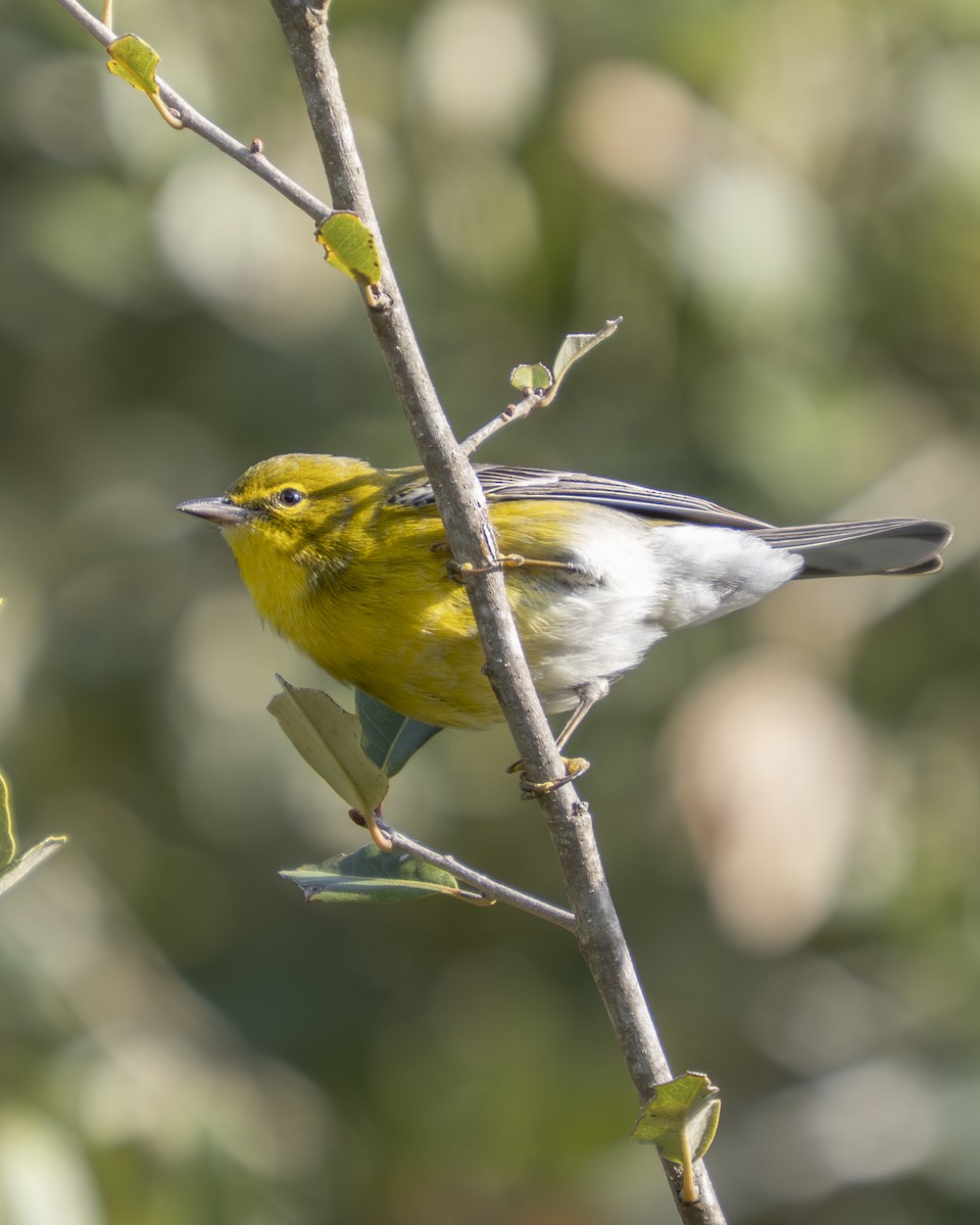 Pine Warbler - ML647093060