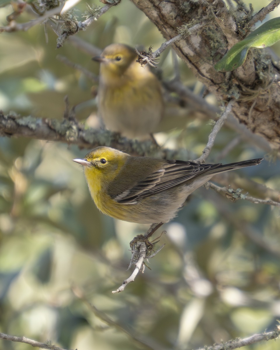 Pine Warbler - ML647093061